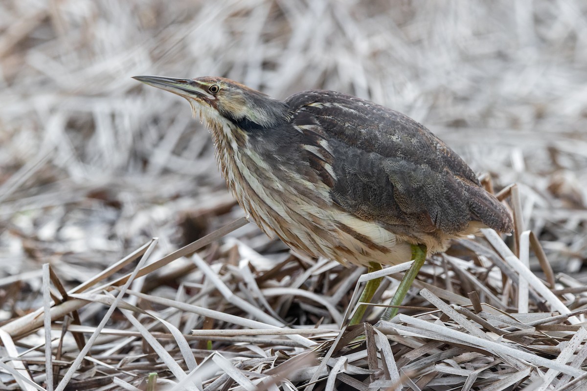 American Bittern - ML634066648