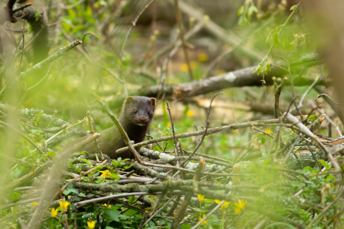 American Mink - ML634066801