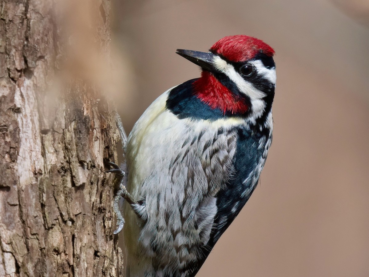 נקר צהוב-בטן - ML634066851