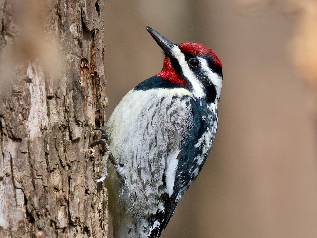 נקר צהוב-בטן - ML634066852