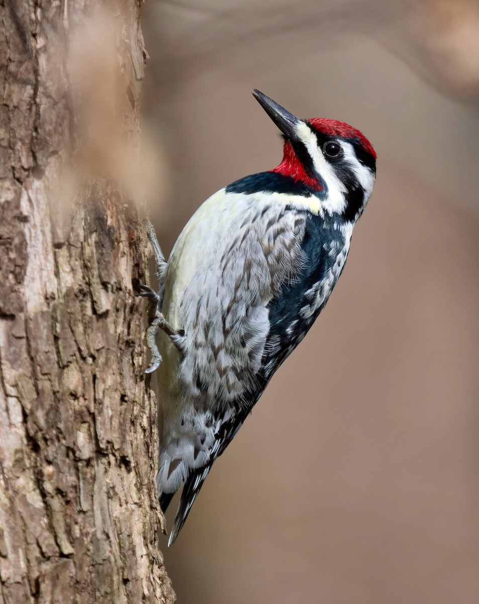 נקר צהוב-בטן - ML634066853