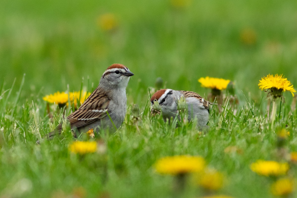 Chipping Sparrow - ML634066880