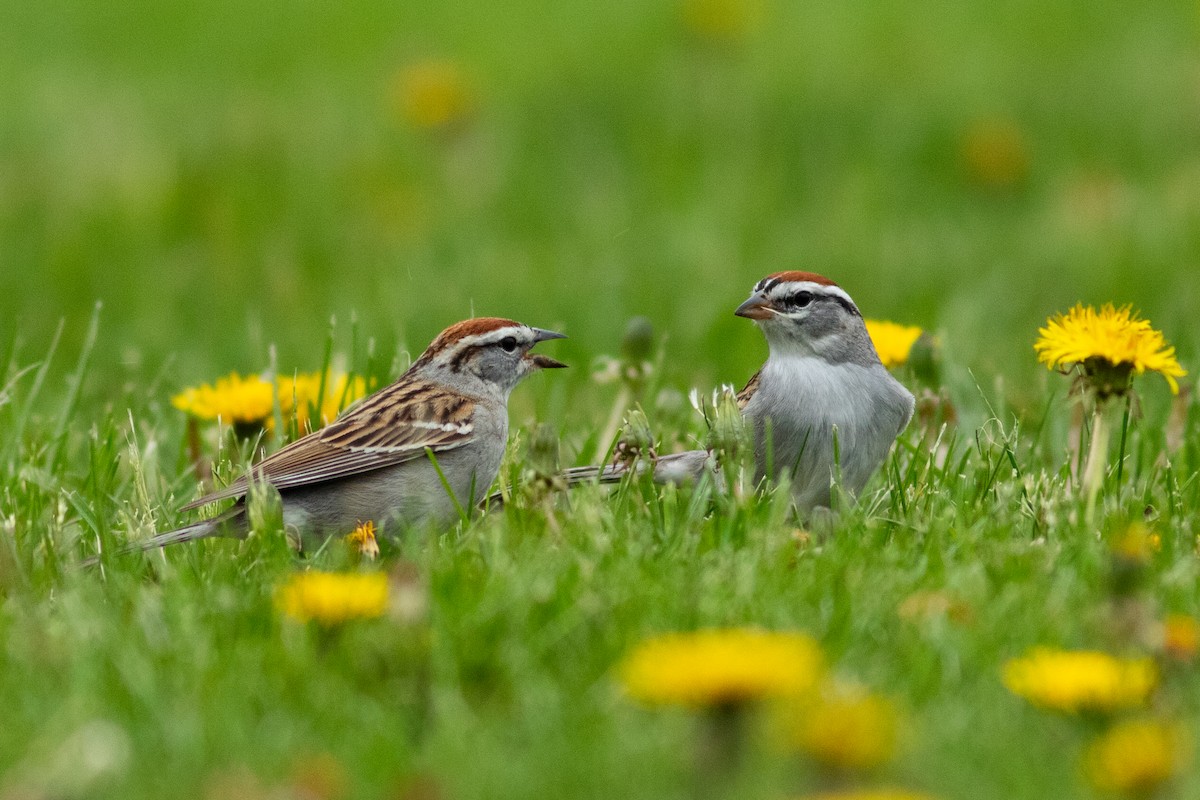 Chipping Sparrow - ML634066881