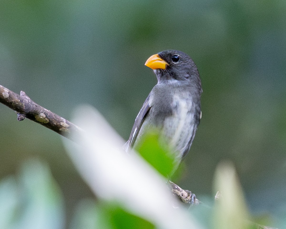 Slate-colored Seedeater - ML634067092