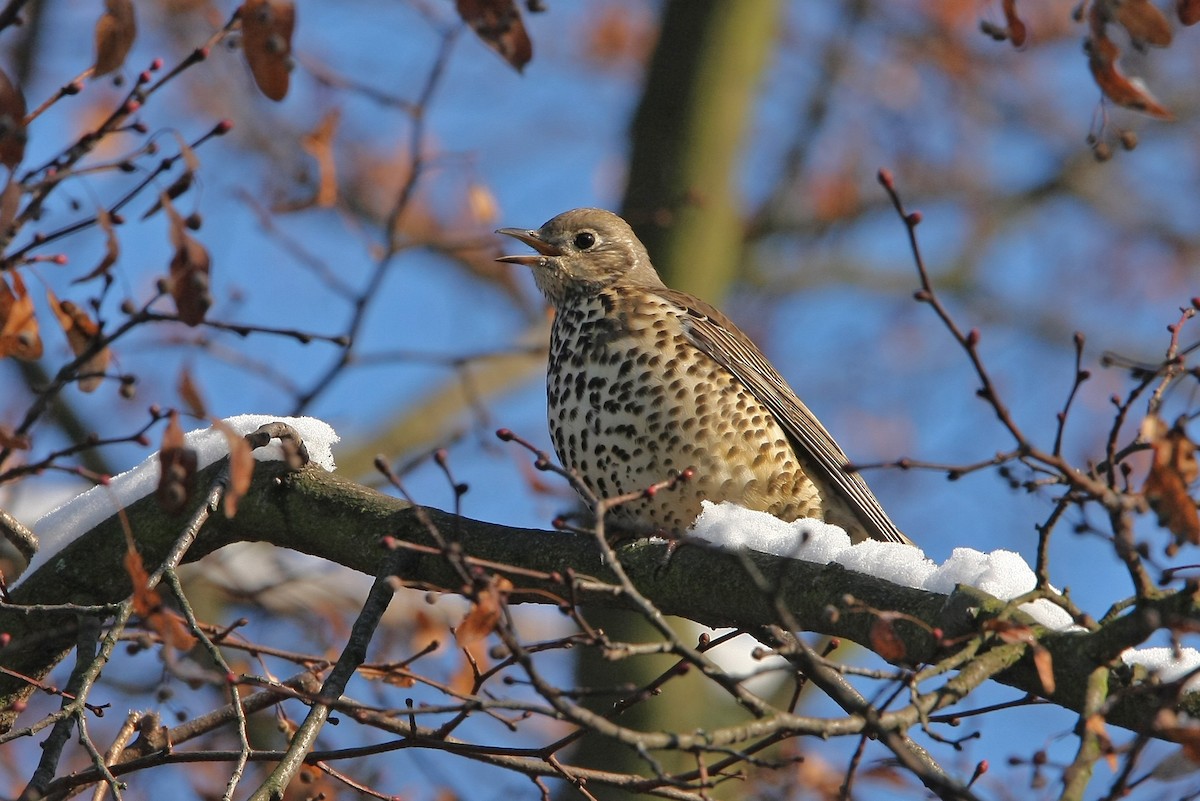 Mistle Thrush - ML63406711