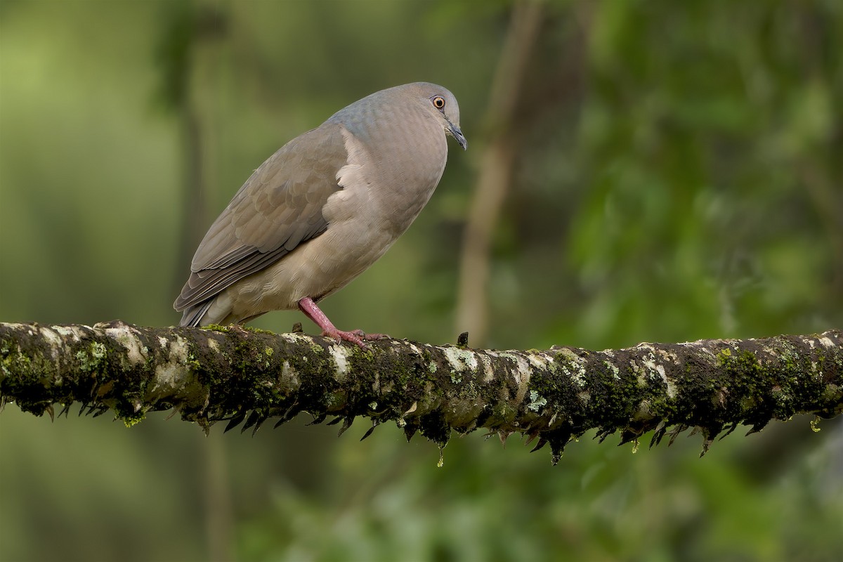 White-tipped Dove - ML634067113