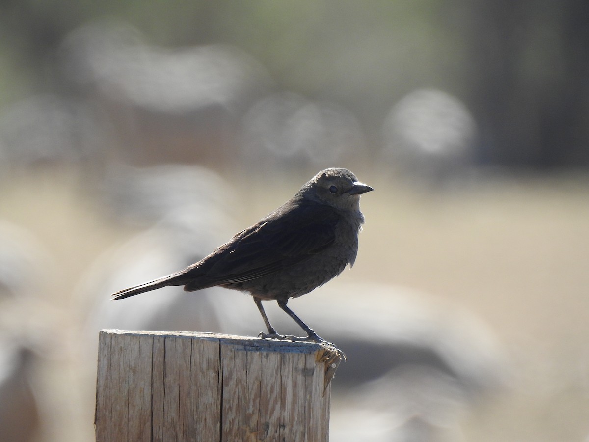 Brewer's Blackbird - ML634067119