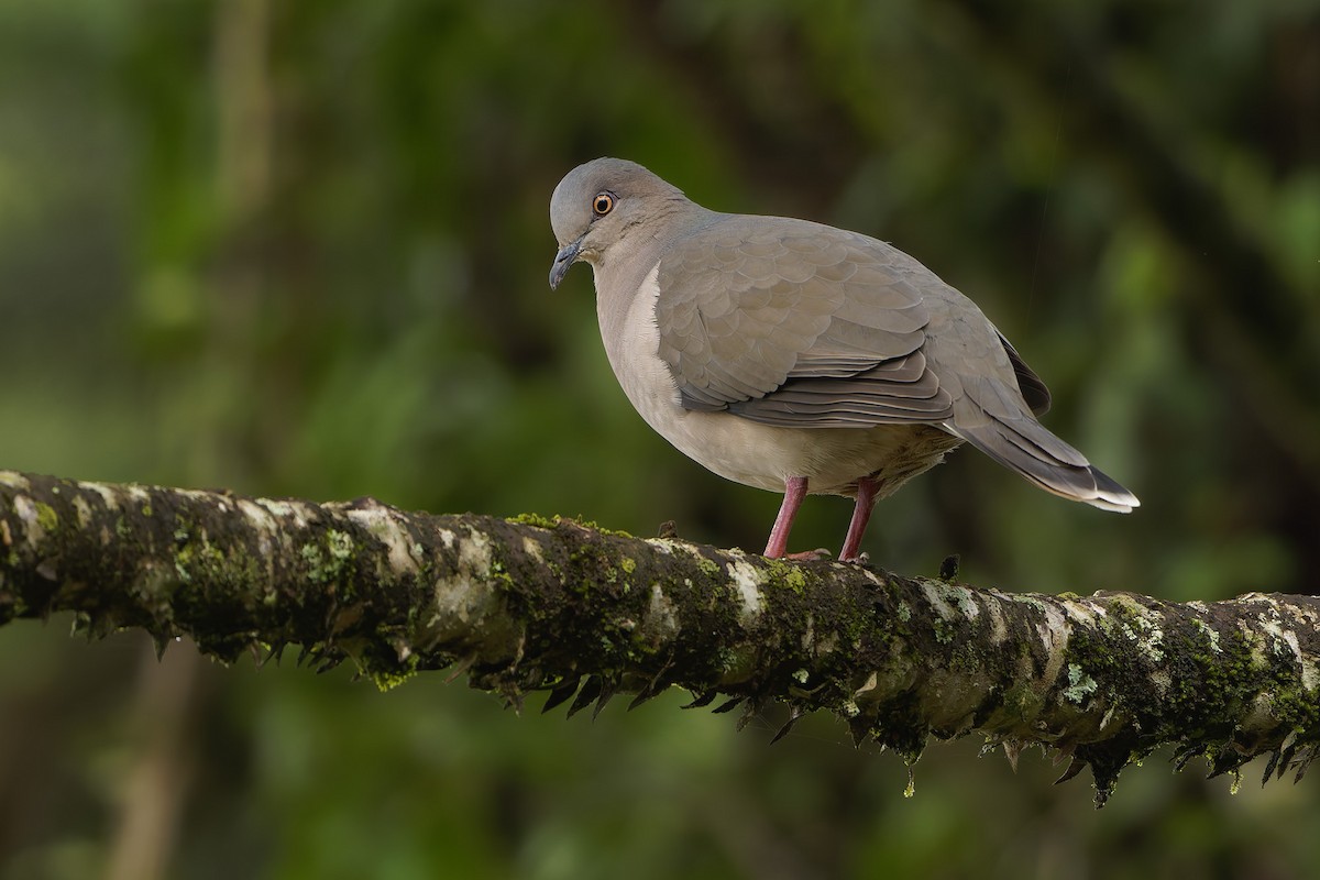 White-tipped Dove - ML634067120