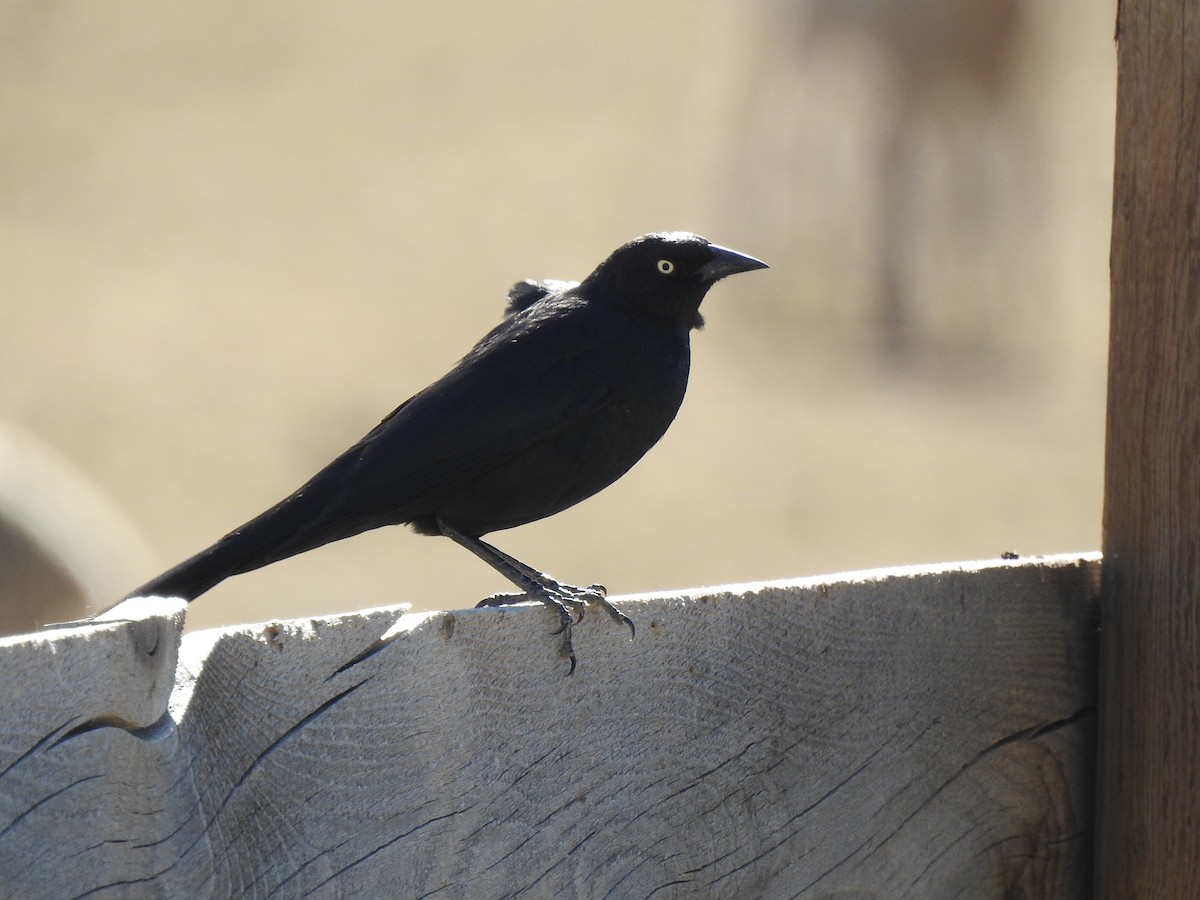 Brewer's Blackbird - ML634067122
