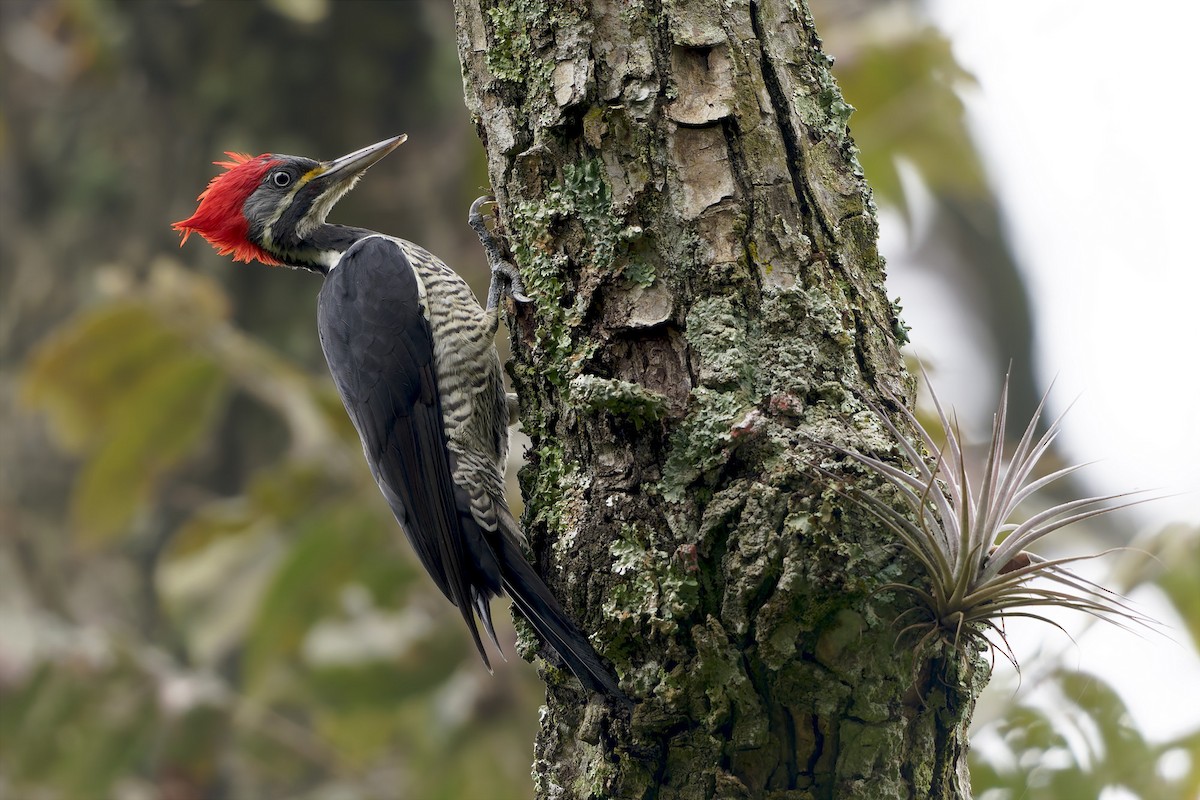 Lineated Woodpecker - ML634067129