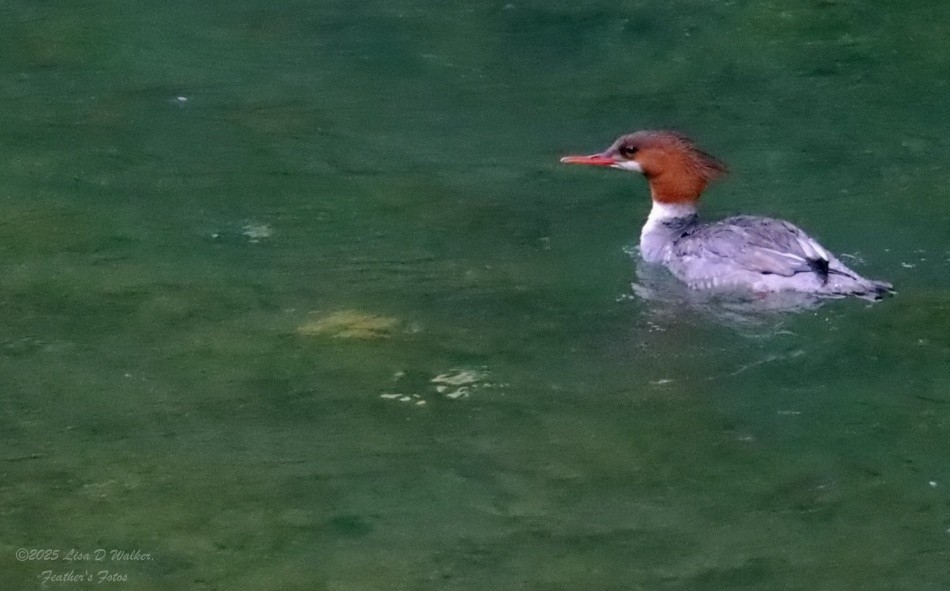 Common Merganser - ML634067178