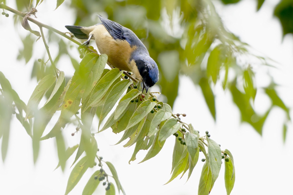 Fawn-breasted Tanager - ML634067179