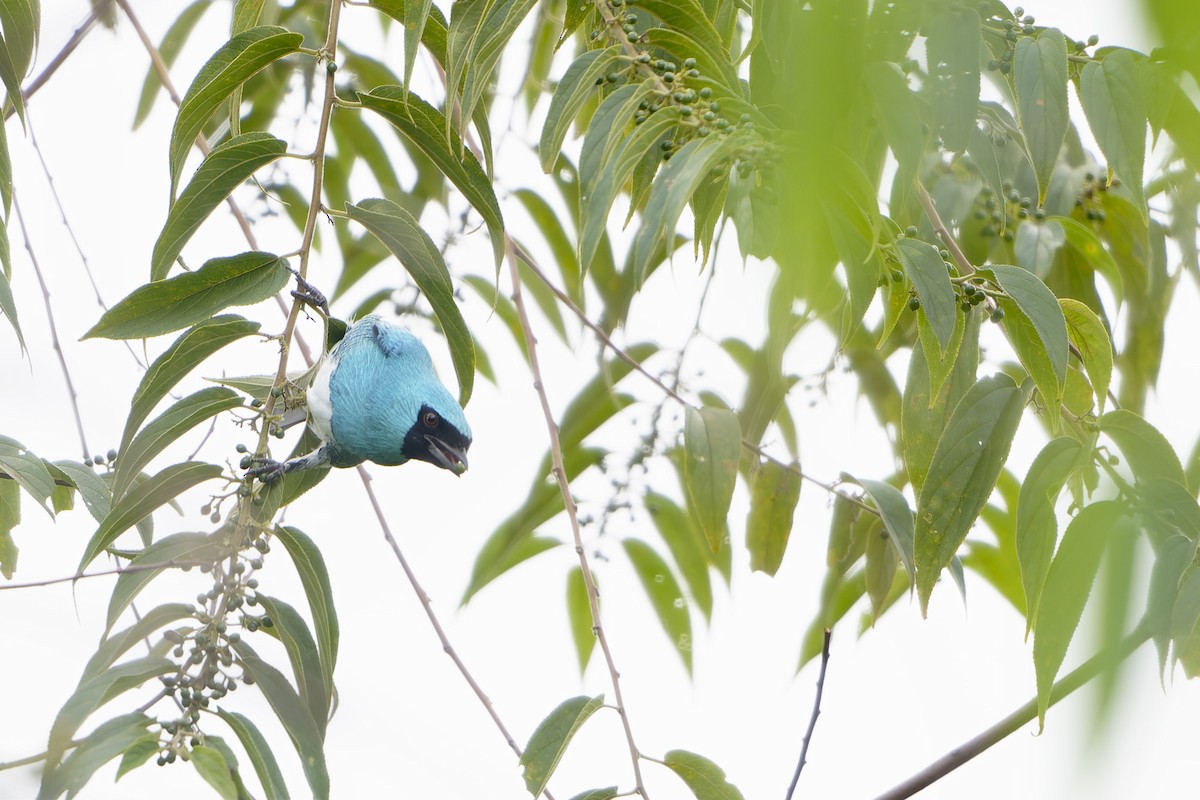Swallow Tanager - ML634067187