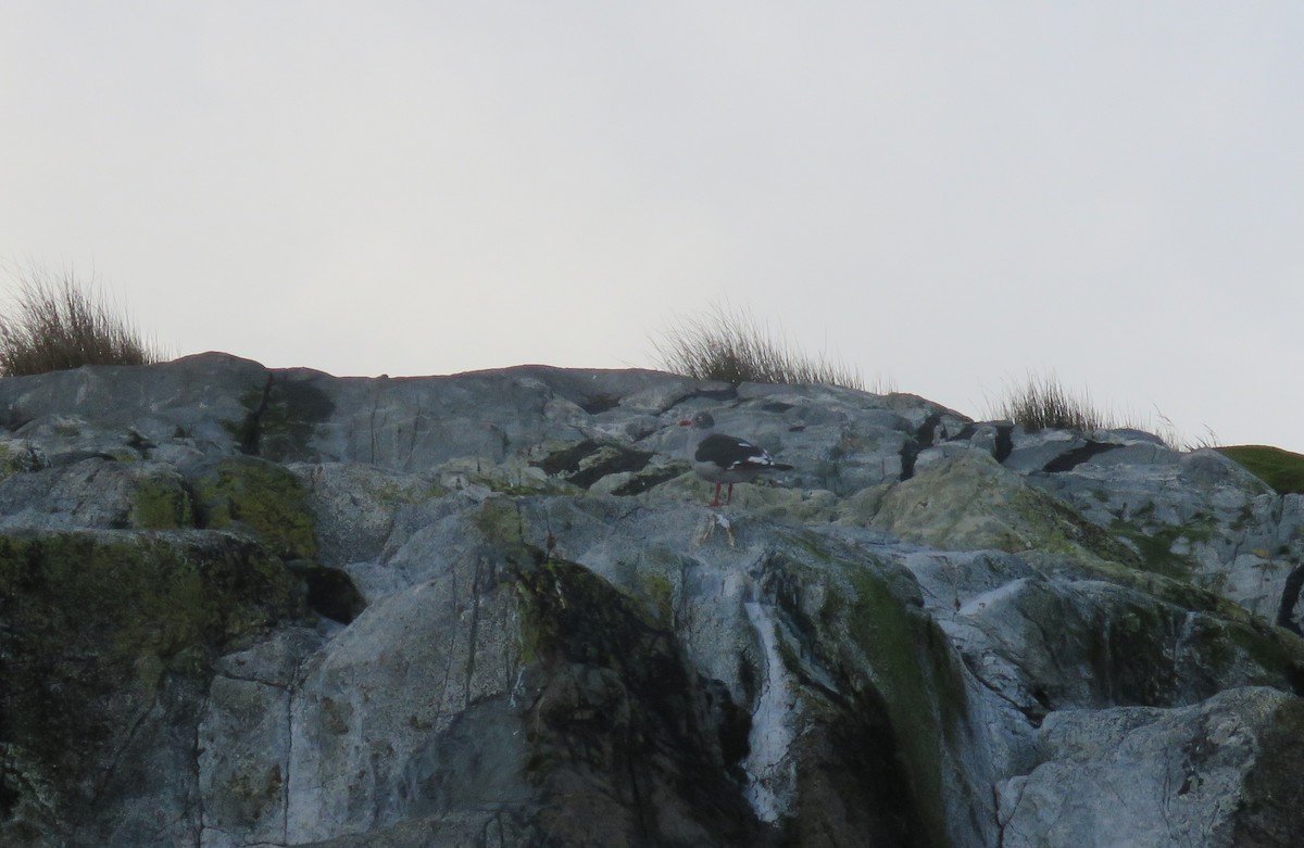 Dolphin Gull - ML634067191