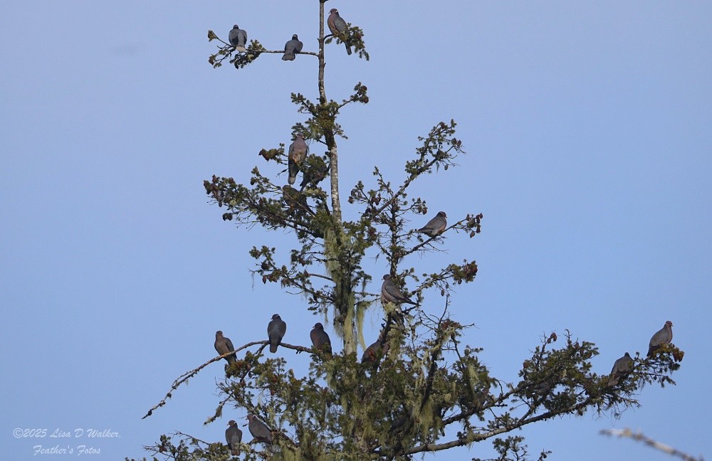 Band-tailed Pigeon - ML634067194