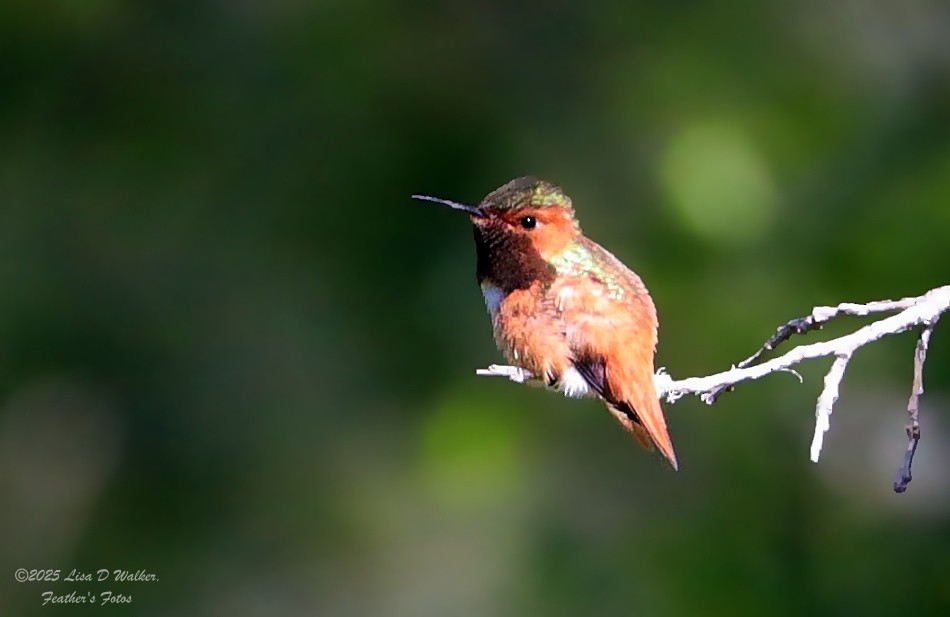 Allen's Hummingbird - ML634067216