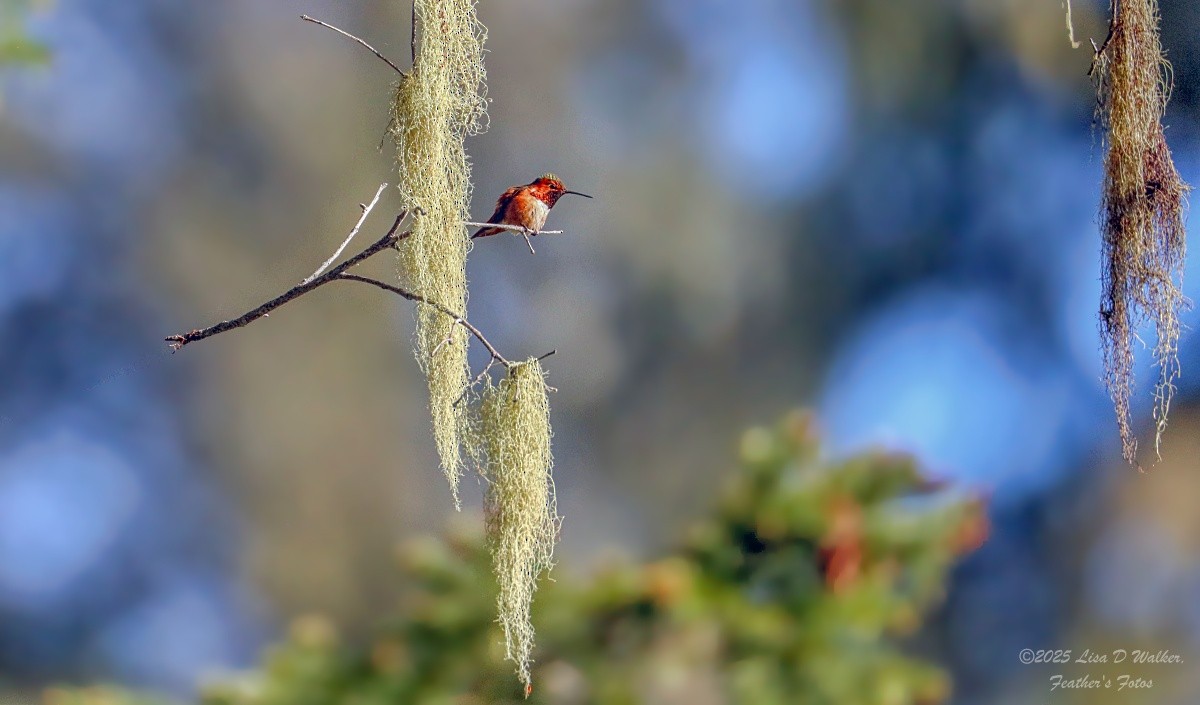 Allen's Hummingbird - ML634067228