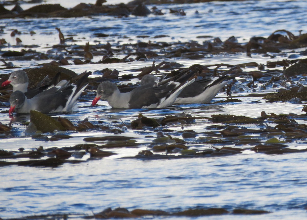 Dolphin Gull - ML634067264