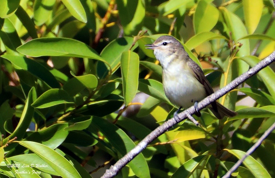 Warbling Vireo - ML634067267