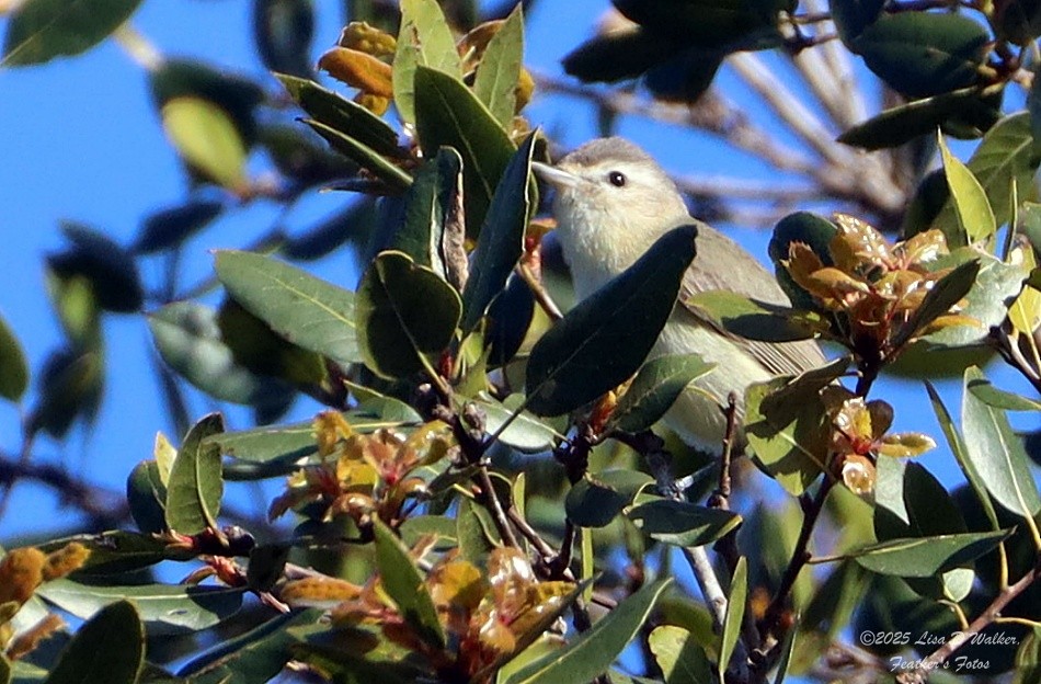 Warbling Vireo - ML634067268