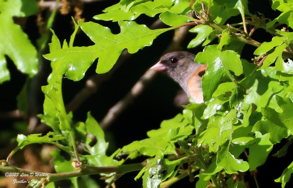 Dark-eyed Junco (Oregon) - ML634067331