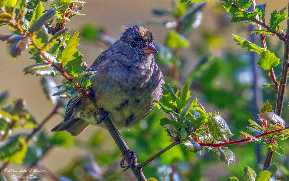 Golden-crowned Sparrow - ML634067341