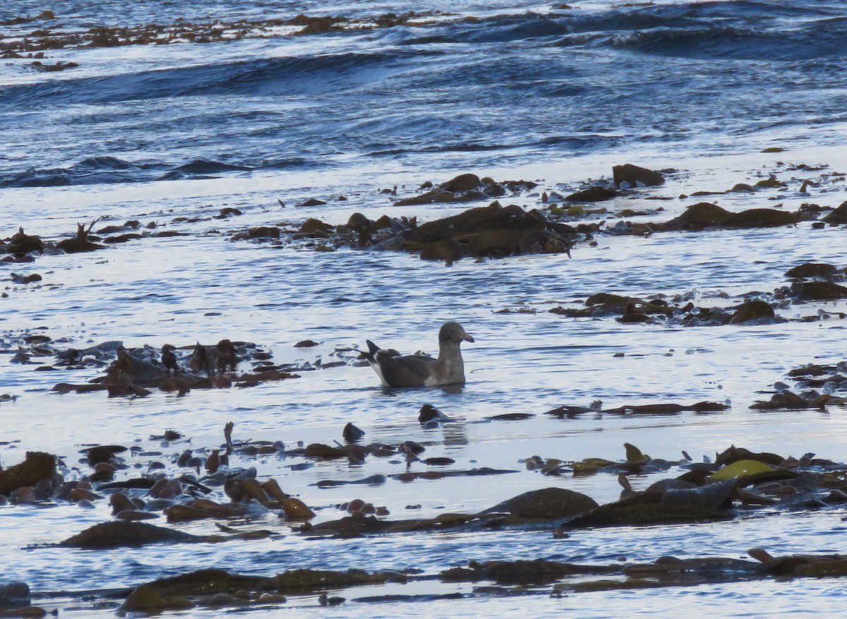 Dolphin Gull - ML634067380