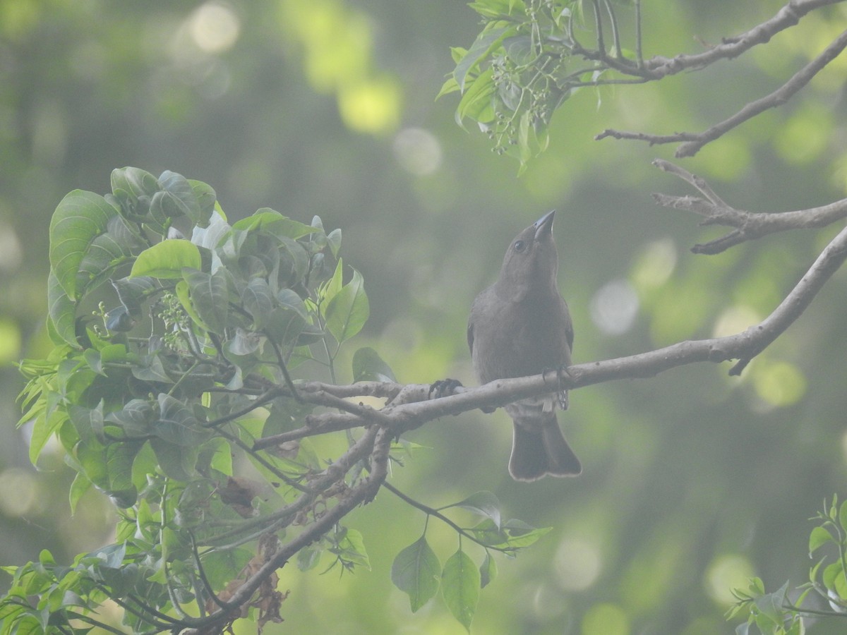 Shiny Cowbird - ML634067458