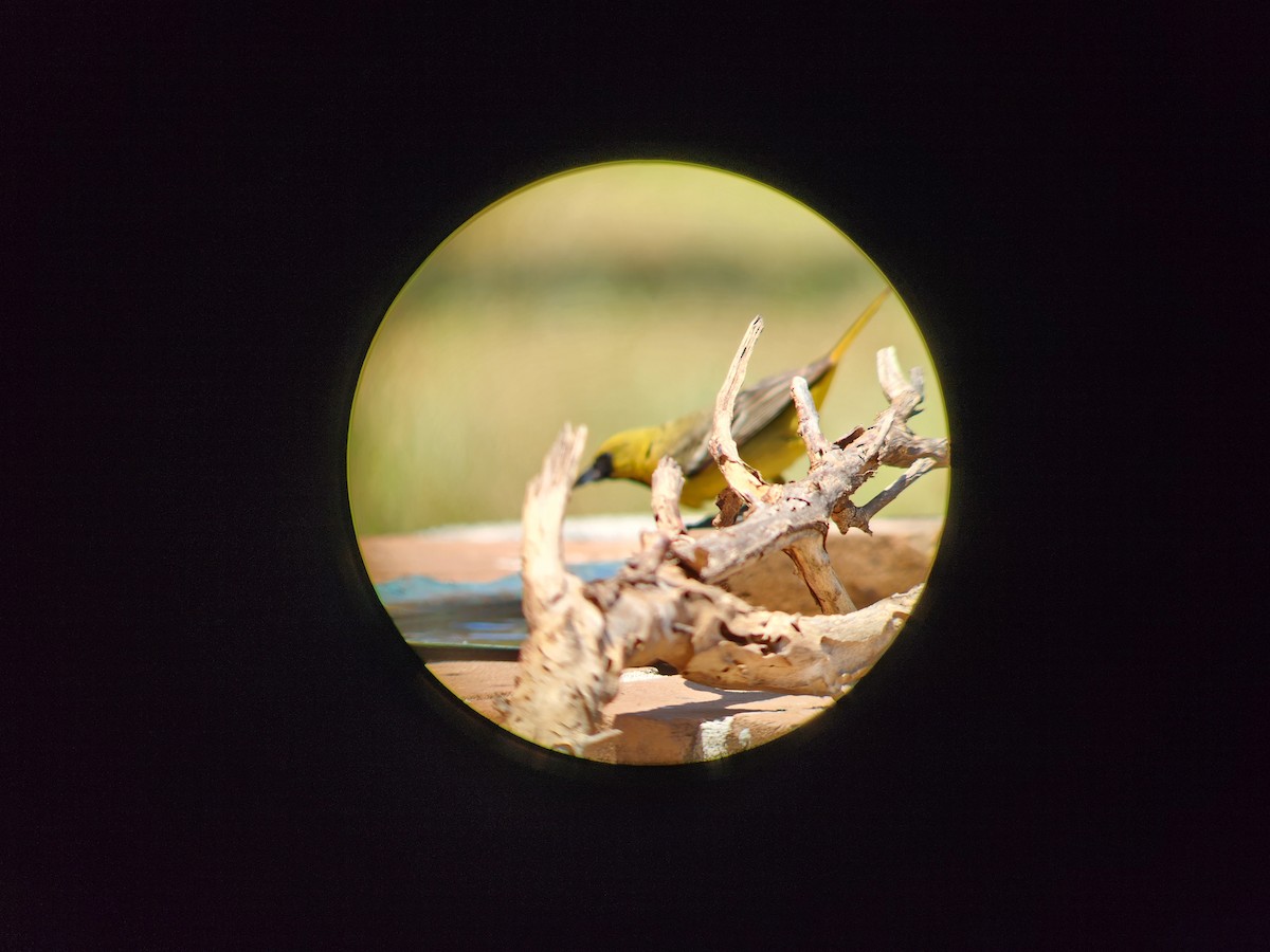 Orchard Oriole - ML634067530