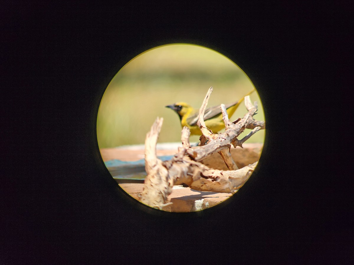 Orchard Oriole - ML634067531