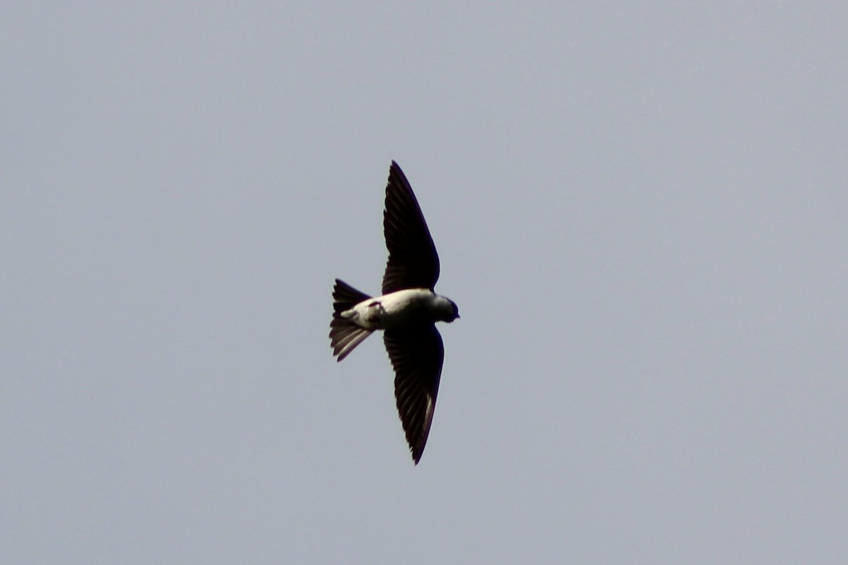 Tree Swallow - ML634067779