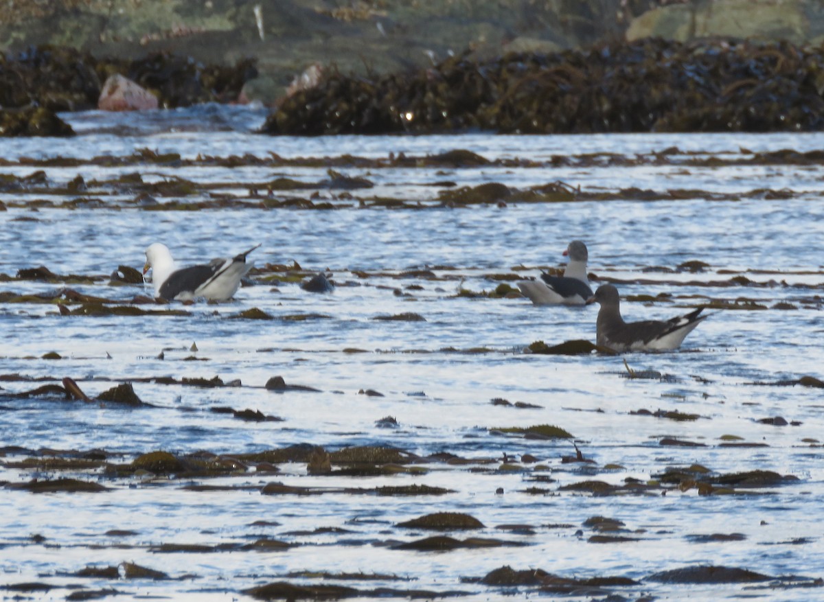 Dolphin Gull - ML634067786