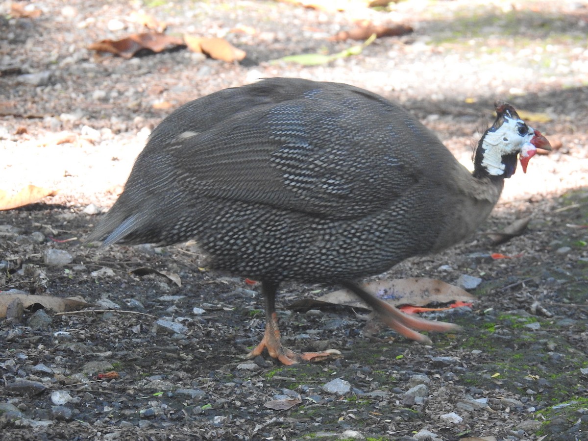 Helmeted Guineafowl (Domestic type) - ML634067846