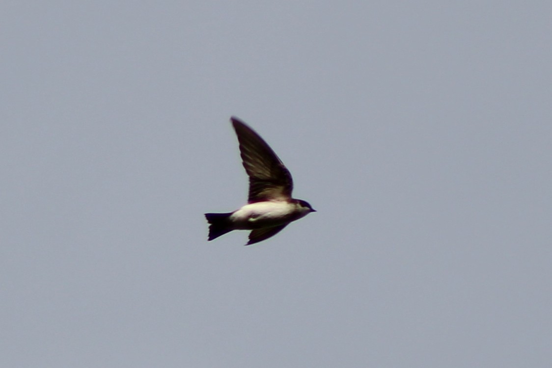 Tree Swallow - ML634067881
