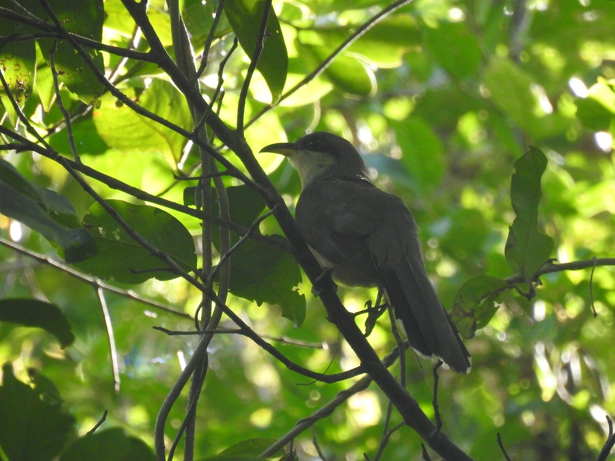 Mangrove Cuckoo - ML634067913