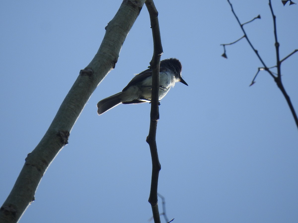 Puerto Rican Flycatcher - ML634067943