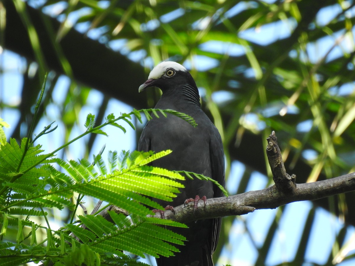White-crowned Pigeon - ML634068009