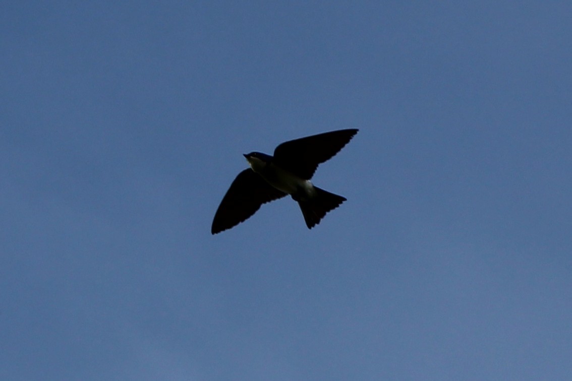 Tree Swallow - ML634068022
