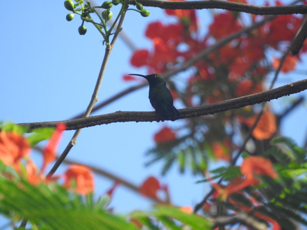 Green-throated Carib - ML634068036