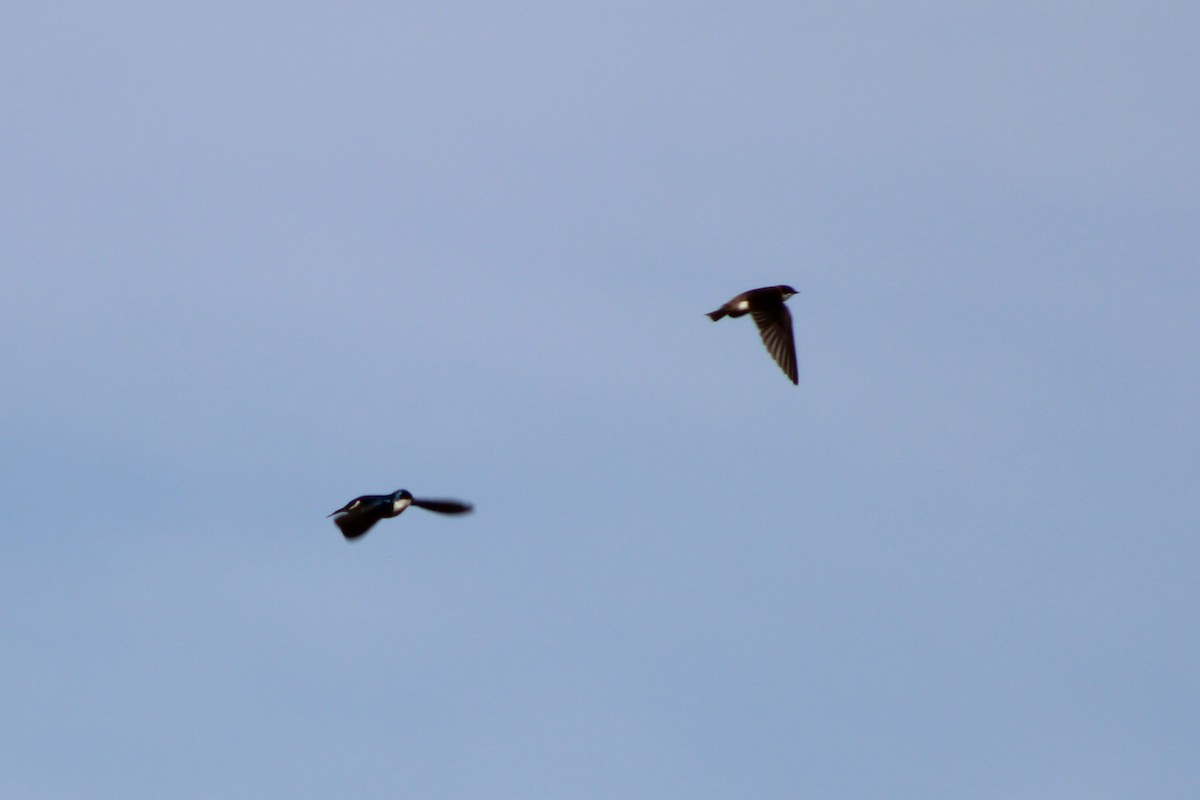 Tree Swallow - ML634068058