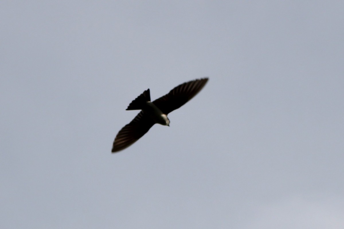 Tree Swallow - ML634068114