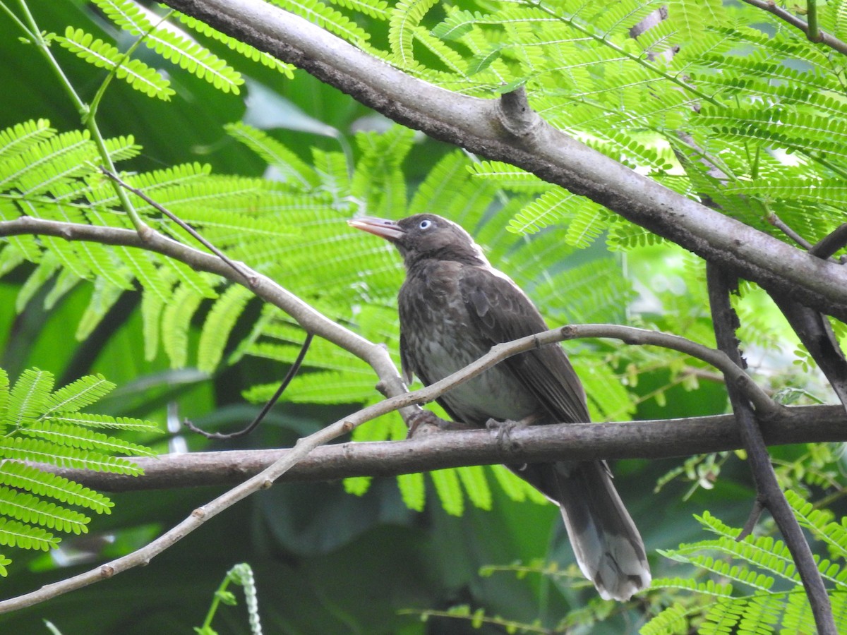 Pearly-eyed Thrasher - ML634068134