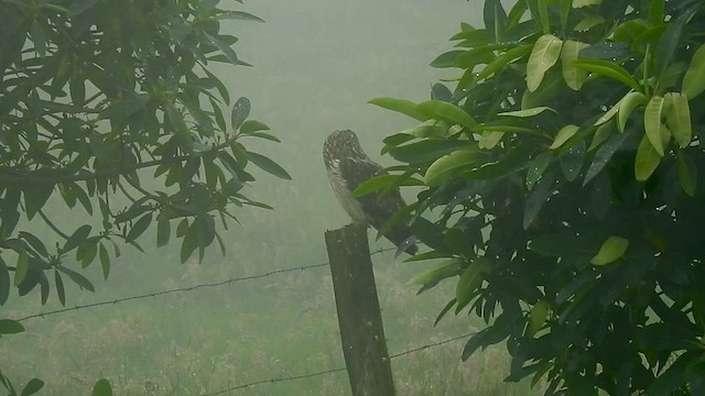 Short-eared Owl - ML634068149