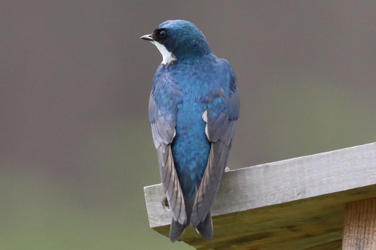Tree Swallow - ML634068212