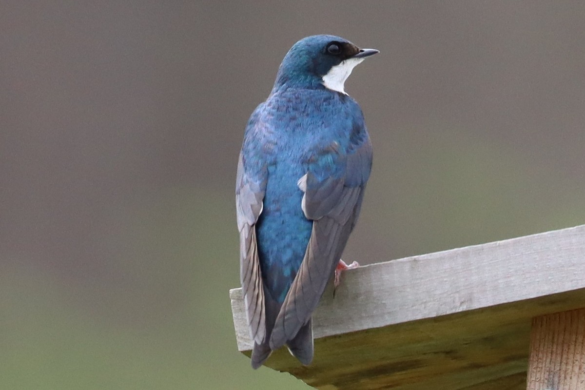 Tree Swallow - ML634068218
