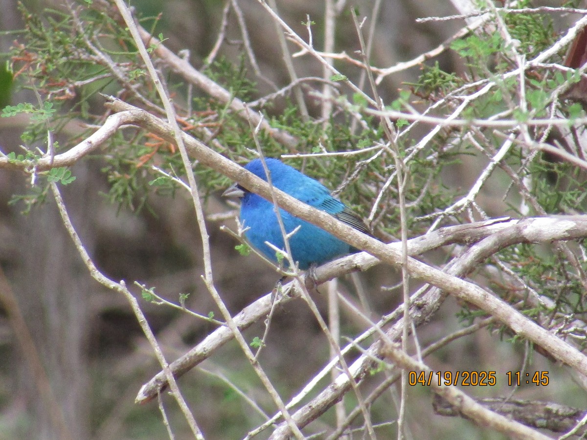 Indigo Bunting - ML634068228