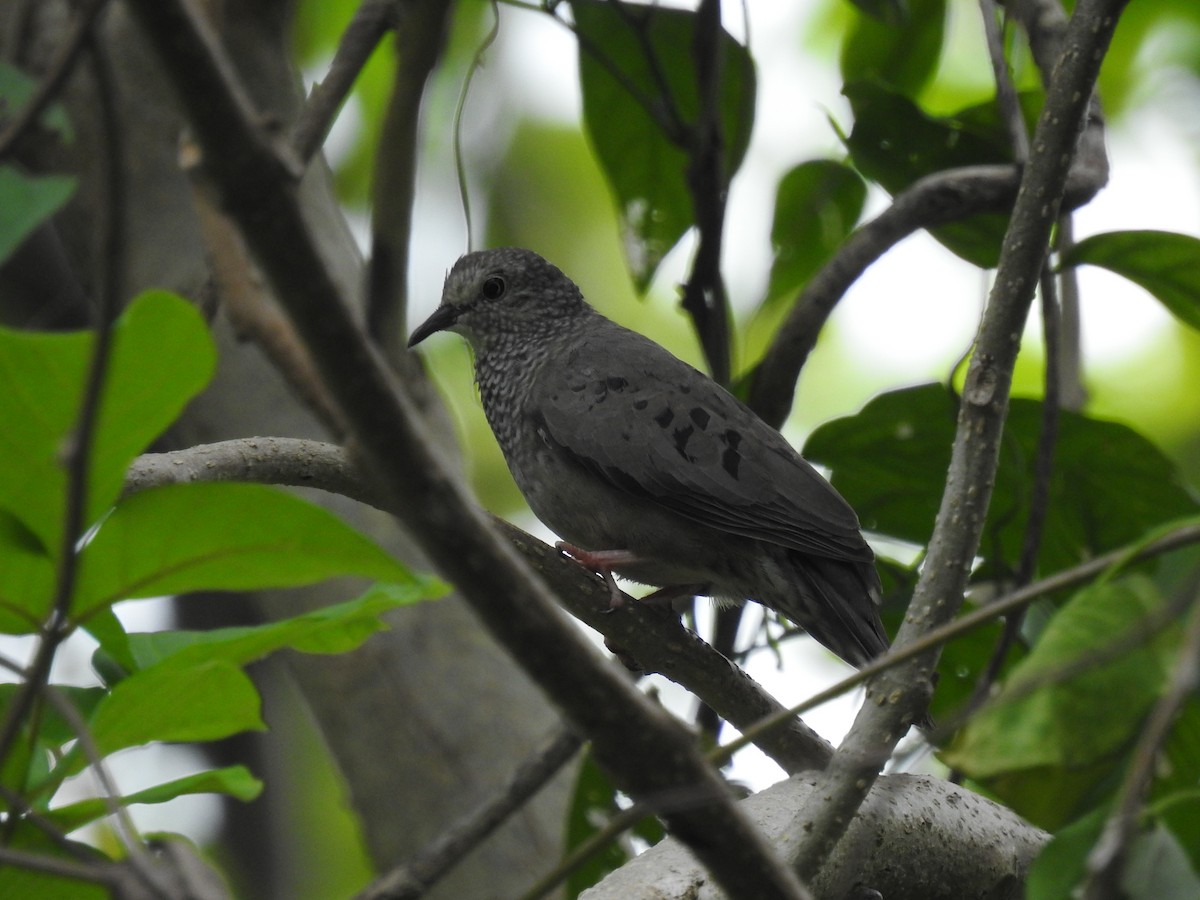 Common Ground Dove - ML634068276