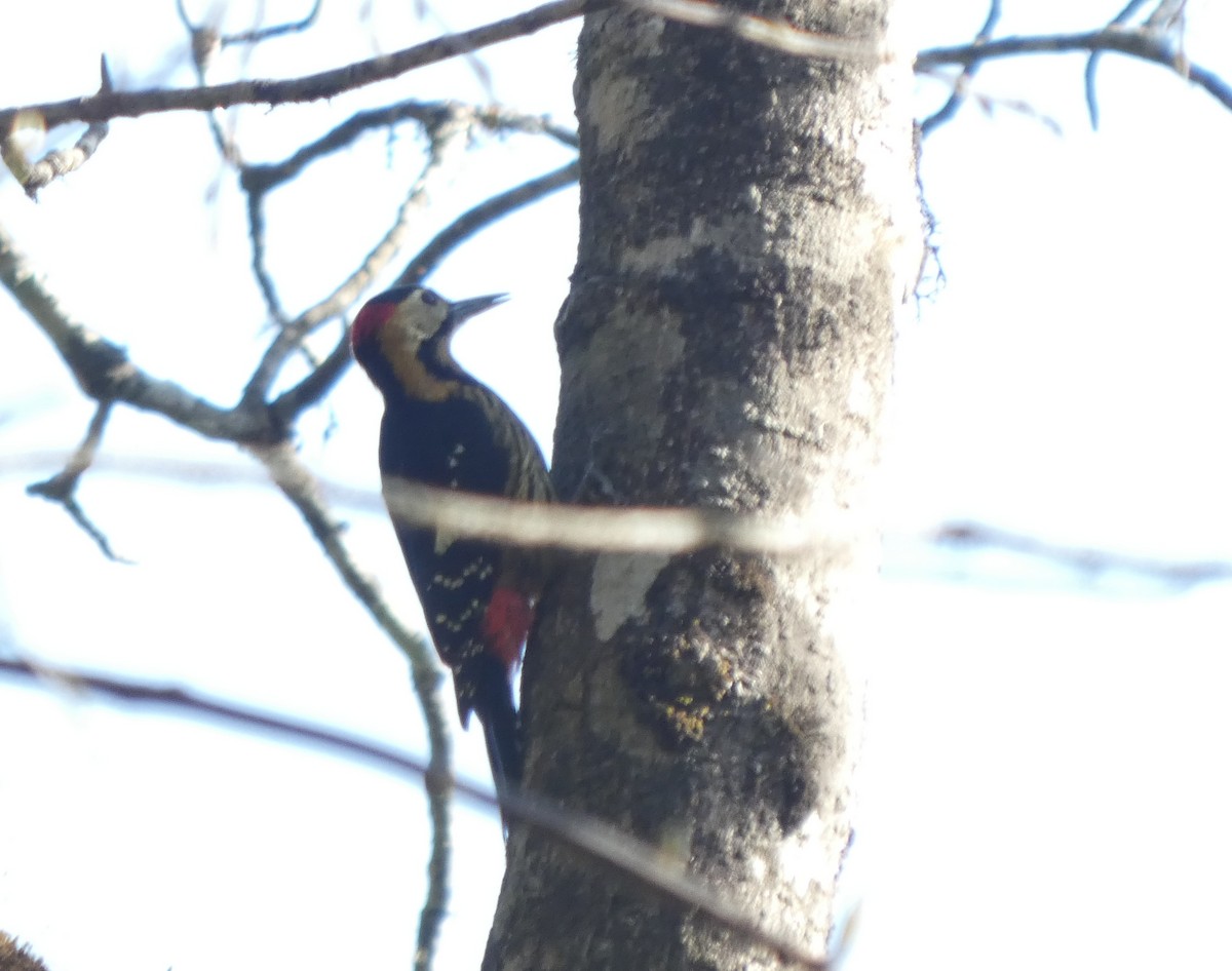 Darjeeling Woodpecker - ML634068337