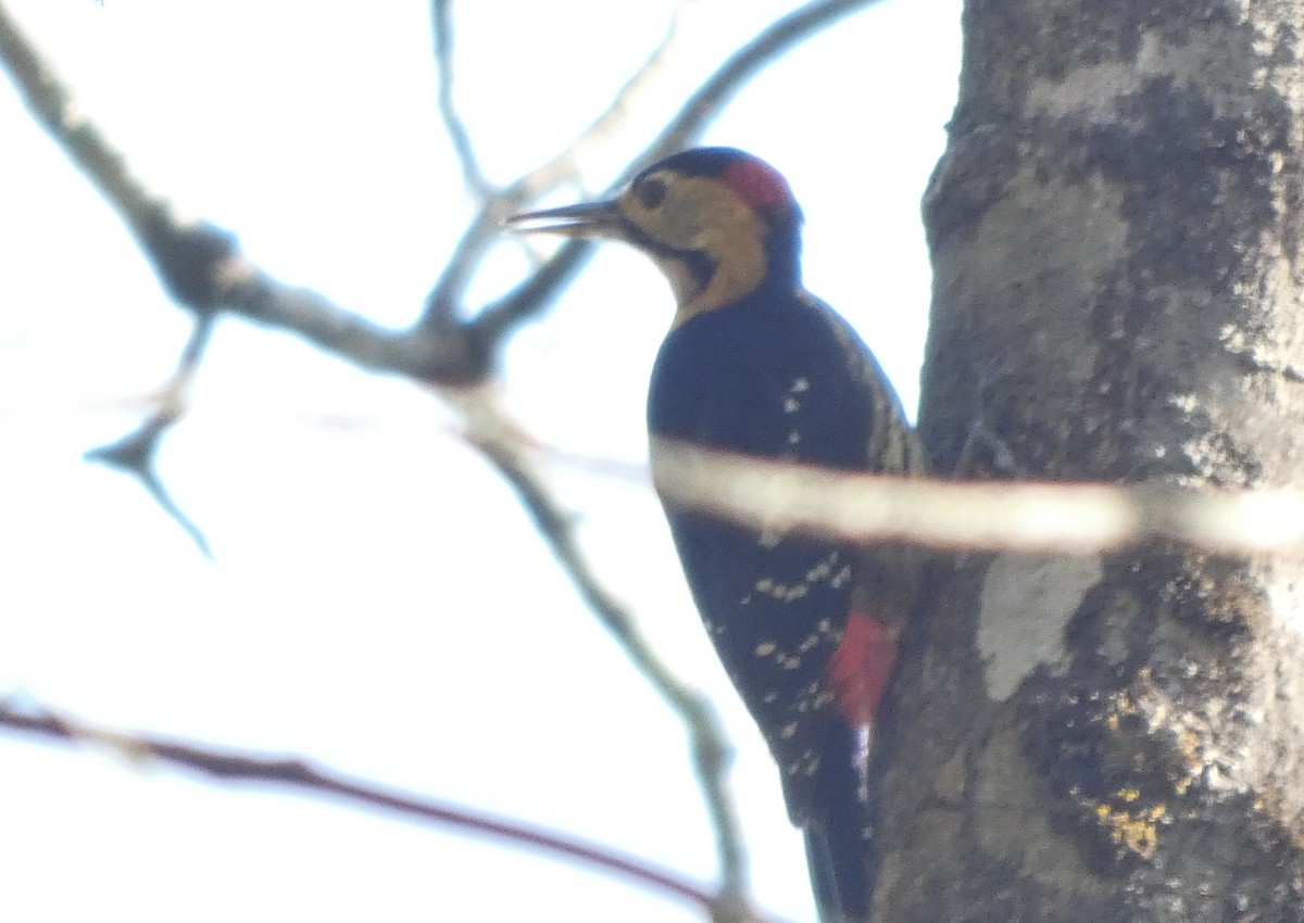 Darjeeling Woodpecker - ML634068338