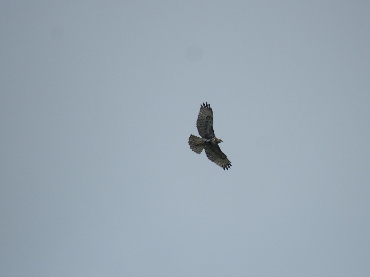 Red-tailed Hawk - ML634068348